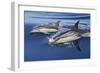 Common Dolphin Two Swimming in the Strait of Gibraltar-null-Framed Photographic Print