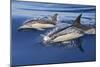 Common Dolphin Two Swimming in the Strait of Gibraltar-null-Mounted Photographic Print