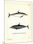 Common Dolphin-null-Mounted Giclee Print