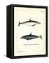 Common Dolphin-null-Framed Stretched Canvas