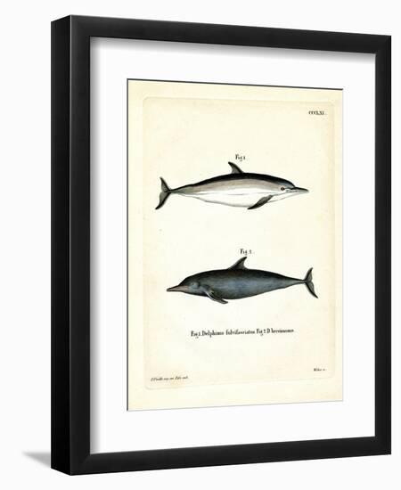 Common Dolphin-null-Framed Premium Giclee Print