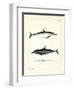 Common Dolphin-null-Framed Premium Giclee Print