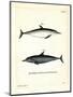 Common Dolphin-null-Mounted Premium Giclee Print