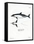 Common Dolphin-null-Framed Stretched Canvas