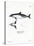 Common Dolphin-null-Stretched Canvas