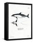 Common Dolphin-null-Framed Stretched Canvas