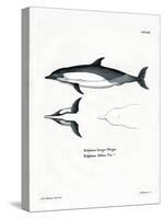 Common Dolphin-null-Stretched Canvas