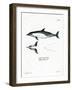 Common Dolphin-null-Framed Giclee Print