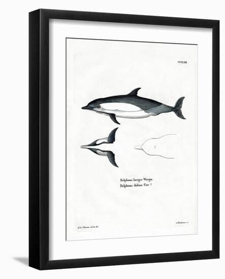 Common Dolphin-null-Framed Giclee Print