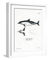 Common Dolphin-null-Framed Giclee Print