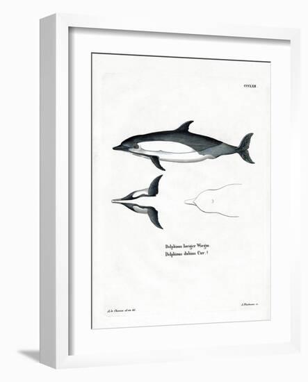 Common Dolphin-null-Framed Giclee Print