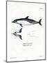 Common Dolphin-null-Mounted Giclee Print