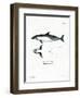 Common Dolphin-null-Framed Premium Giclee Print