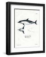 Common Dolphin-null-Framed Premium Giclee Print