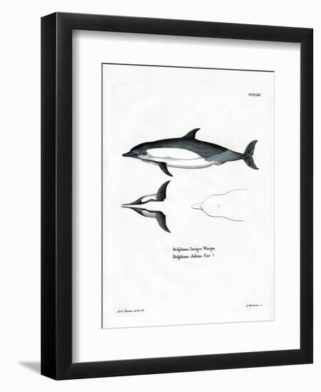 Common Dolphin-null-Framed Premium Giclee Print