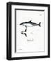 Common Dolphin-null-Framed Premium Giclee Print