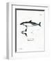 Common Dolphin-null-Framed Premium Giclee Print