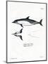 Common Dolphin-null-Mounted Premium Giclee Print