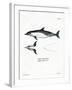 Common Dolphin-null-Framed Giclee Print