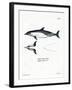 Common Dolphin-null-Framed Giclee Print