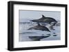 Common Dolphins.  Baja, Mexico-Christopher Swann-Framed Photographic Print