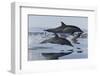 Common Dolphins.  Baja, Mexico-Christopher Swann-Framed Photographic Print