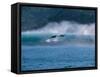 Common Dolphins Breaching in the Sea-null-Framed Stretched Canvas