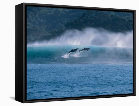 Common Dolphins Breaching in the Sea-null-Framed Stretched Canvas