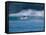 Common Dolphins Breaching in the Sea-null-Framed Stretched Canvas