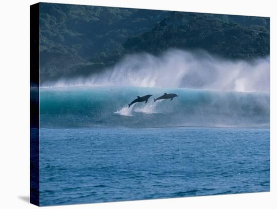 Common Dolphins Breaching in the Sea-null-Stretched Canvas