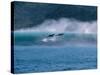 Common Dolphins Breaching in the Sea-null-Stretched Canvas