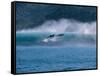 Common Dolphins Breaching in the Sea-null-Framed Stretched Canvas