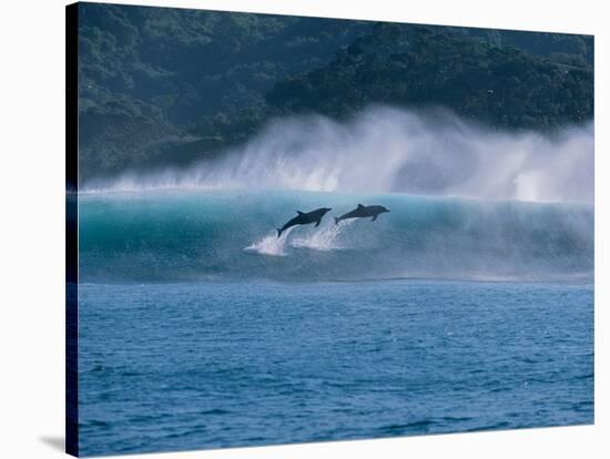 Common Dolphins Breaching in the Sea-null-Stretched Canvas