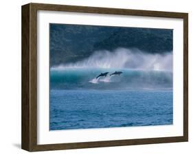 Common Dolphins Breaching in the Sea-null-Framed Photographic Print