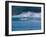 Common Dolphins Breaching in the Sea-null-Framed Photographic Print