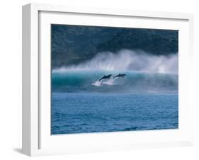 Common Dolphins Breaching in the Sea-null-Framed Photographic Print