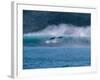 Common Dolphins Breaching in the Sea-null-Framed Photographic Print