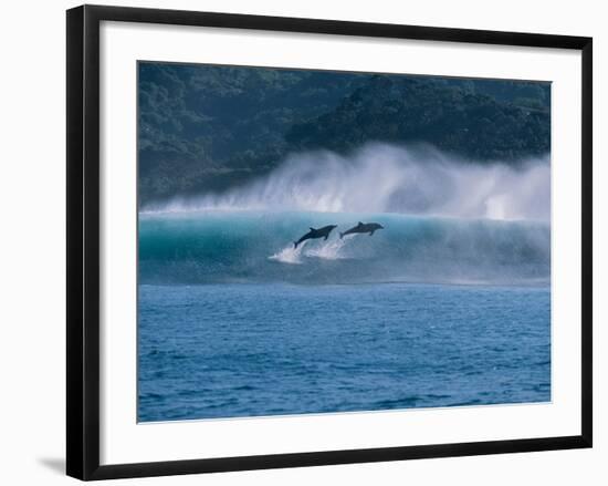 Common Dolphins Breaching in the Sea-null-Framed Photographic Print