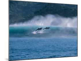 Common Dolphins Breaching in the Sea-null-Mounted Photographic Print