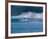 Common Dolphins Breaching in the Sea-null-Framed Photographic Print