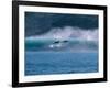 Common Dolphins Breaching in the Sea-null-Framed Photographic Print