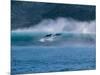 Common Dolphins Breaching in the Sea-null-Mounted Photographic Print