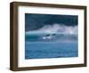 Common Dolphins Breaching in the Sea-null-Framed Photographic Print