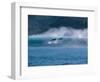 Common Dolphins Breaching in the Sea-null-Framed Photographic Print