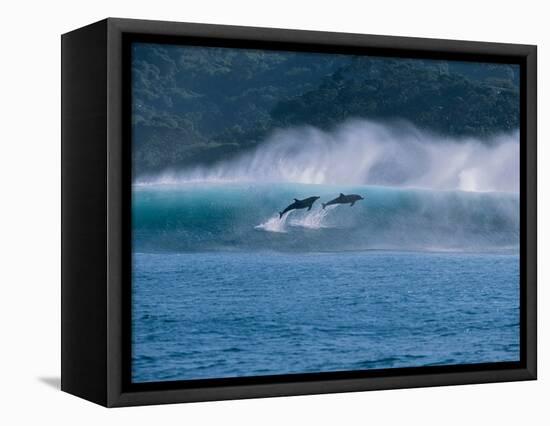 Common Dolphins Breaching in the Sea-null-Framed Stretched Canvas