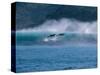Common Dolphins Breaching in the Sea-null-Stretched Canvas