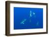 Common Dolphins (Delphinus Delphis) Pico, Azores, Portugal, June 2009-Lundgren-Framed Photographic Print