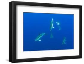 Common Dolphins (Delphinus Delphis) Pico, Azores, Portugal, June 2009-Lundgren-Framed Photographic Print