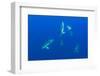 Common Dolphins (Delphinus Delphis) Pico, Azores, Portugal, June 2009-Lundgren-Framed Photographic Print