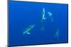 Common Dolphins (Delphinus Delphis) Pico, Azores, Portugal, June 2009-Lundgren-Mounted Photographic Print